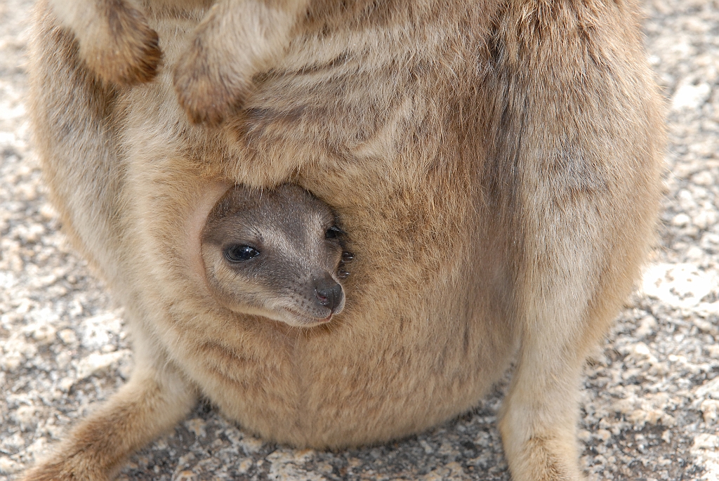 0267 Granite Gorge.jpg